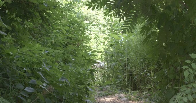 A man walks two Huskies down a park trail surrounded by trees, bushes, and greenery. He walks the dogs on a summer day with bright sunglight.