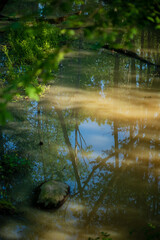 Clear water mirrors lush green trees and blue sky while sunlight gently filters through leaves