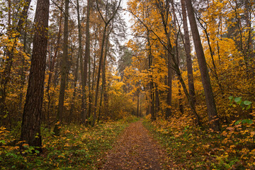 Fototapeta premium Forest path in autumn through tall pines and maple trees with golden yellow foliage. Natural beauty and tranquility perfect for background image and travel concept. Golden autumn.