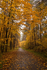 Fototapeta premium Empty road winding through vibrant autumn forest with tall trees and golden foliage. Nature landscape for background or design element.