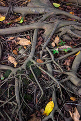 A detailed close-up of tree roots showcasing their natural texture, patterns, and organic structure, capturing the raw beauty of nature in its most intricate form.