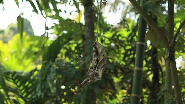 A single dried leaf hanging delicately amidst the vibrant green foliage of a tropical jungle
