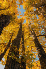 紅葉したイチョウと青空