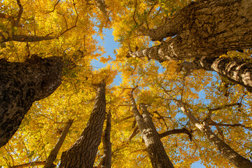 紅葉したイチョウと青空