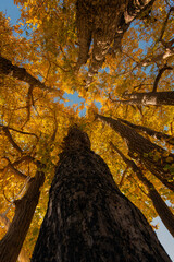 黄葉したイチョウの木