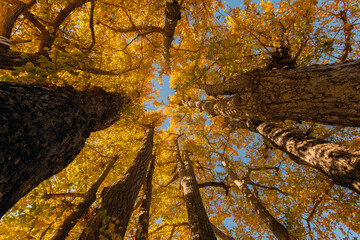 黄葉したイチョウの木
