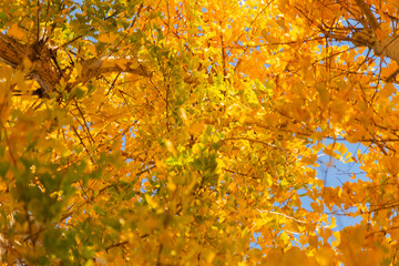 紅葉したイチョウと青空