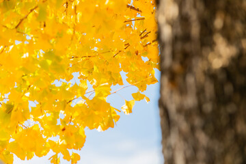 紅葉したイチョウ