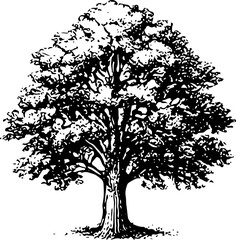 Vintage Black Line Art of Pair of Oak Leaves on Stem Drawing