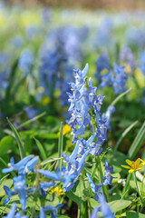 北海道富良野市、早春の森を優しく彩るエゾエンゴサク【4月】