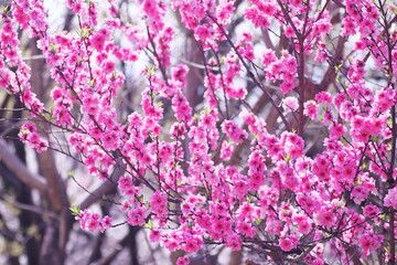 満開の美しい桃の花