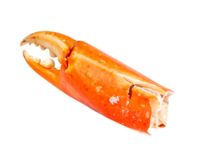 Cooked crab claw close up with open pincer and orange shell seafood ingredient isolated cutout on isolated background