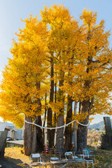 京間の大イチョウ