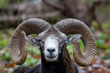 Mouflon Ram (Ovis orientalis orientalis) &ndash; Detailed Wildlife Close-Up Portrait with Distinctive Eye