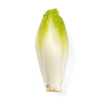 Fresh Belgian Endive (Chicory) Isolated on Plain White Background