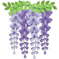 藤（フジ）の花のイラスト
