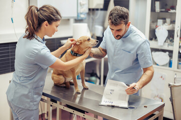Two veterinarians examine a dog in a clinic during a routine check-up and discuss important health information