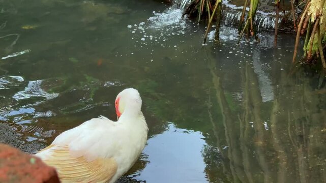 A white duck is preening its feathers on the edge of a natural pond with green leaves and tree roots in the background