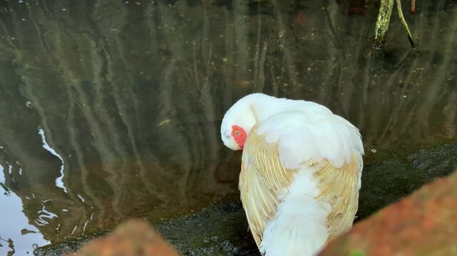 A white duck with a reddish face was preening its feathers on the edge of the pond. Animal nature clip video