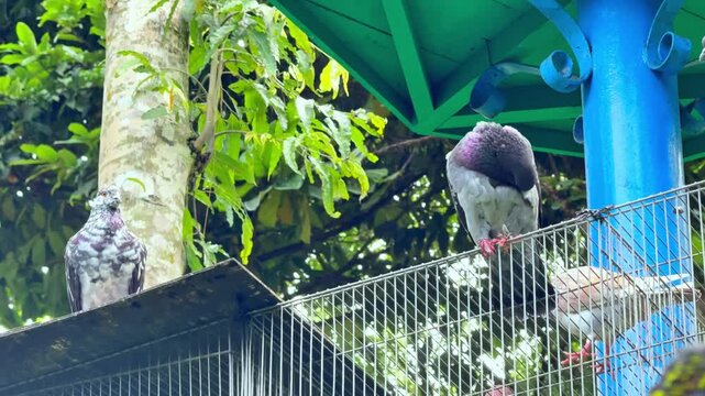 A pair of beautiful pigeons perched on a cage structure amidst vibrant green foliage and a natural environment