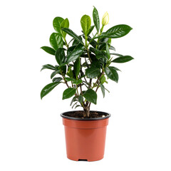 Obraz premium Small Potted Gardenia Plant with Dark Green Leaves and Bud on White