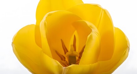 Close up of a vibrant yellow tulip flower in full bloom isolated on white