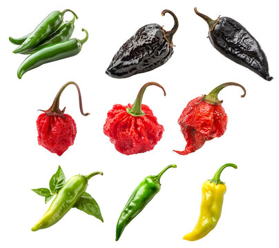 Set of Red Carolina Reaper, Black chipotle or Ancho chili pepper isolated on a white background
