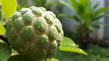 Close up of a green custard apple fruit growing on a tree branch.