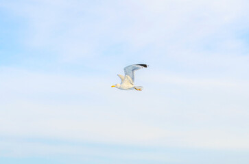 A lone seagull soars gracefully through a vast expanse of pale blue sky with wispy clouds