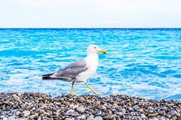 A seagull walks along a pebble beach with the bright blue ocean in the background