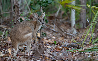 Litchfield National park, Northern territory, Australia