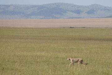 Guepardo cazando o caminando en la hierba alta de la reserva de Kenia