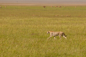 Guepardo cazando o caminando en la hierba alta de la reserva de Kenia