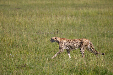 Guepardo cazando o caminando en la hierba alta de la reserva de Kenia