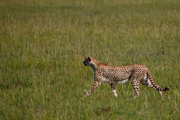 Guepardo cazando o caminando en la hierba alta de la reserva de Kenia