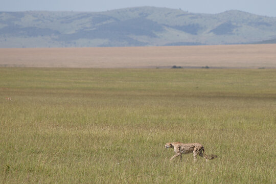 Guepardo cazando o caminando en la hierba alta de la reserva de Kenia