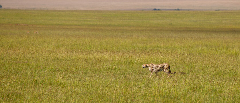 Guepardo cazando o caminando en la hierba alta de la reserva de Kenia