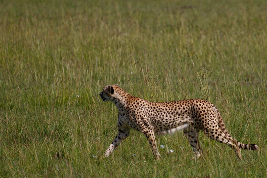 Guepardo cazando o caminando en la hierba alta de la reserva de Kenia