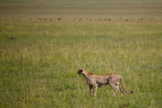 Guepardo cazando o caminando en la hierba alta de la reserva de Kenia