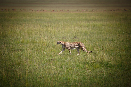 Guepardo cazando o caminando en la hierba alta de la reserva de Kenia