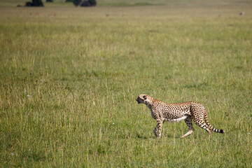 Guepardo cazando o caminando en la hierba alta de la reserva de Kenia