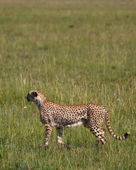 Guepardo cazando o caminando en la hierba alta de la reserva de Kenia