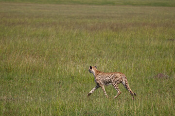 Guepardo cazando o caminando en la hierba alta de la reserva de Kenia