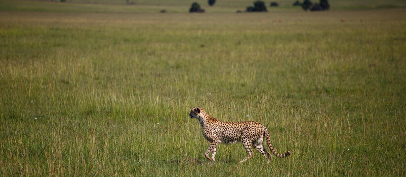 Guepardo cazando o caminando en la hierba alta de la reserva de Kenia