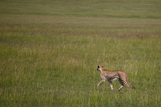 Guepardo cazando o caminando en la hierba alta de la reserva de Kenia