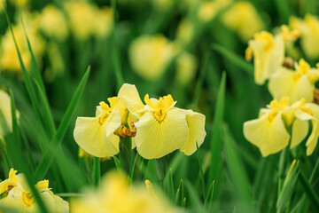 北海道苫小牧市、錦大沼ハナショウブ園で咲き誇るハナショウブ・金冠（種間交配種）