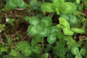 Four leaf Clover or shamrock plants in the meadow. Trifolium repens plant with anomaly