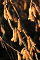 Close-up of dry soy plant with soybean pods against sunlight on dark background. Agricultural soy field on autumn season