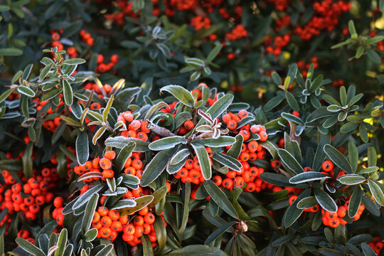 Close-up of Pyracantha koidzumii commonly known as Formosa firethorn or Taiwan firethorn with many orange berries on early winter season