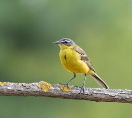 Close-up of a yellow wagtail facing left